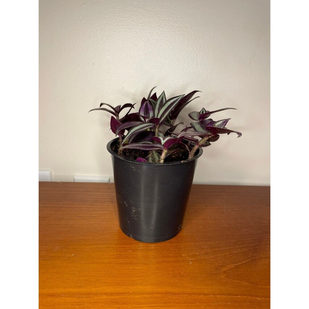 Wandering Jew tradescantia zebrina Potted Live House plant (indoor or outdoor) - Picture 2 of 4